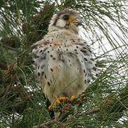 American Kestrel