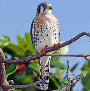 American Kestrel