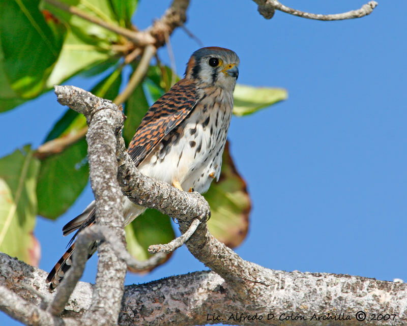 American Kestrel