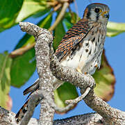 American Kestrel