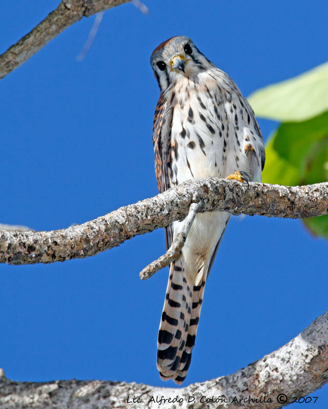 American Kestrel