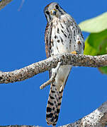 American Kestrel