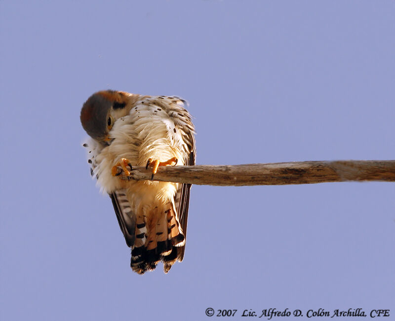 American Kestrel