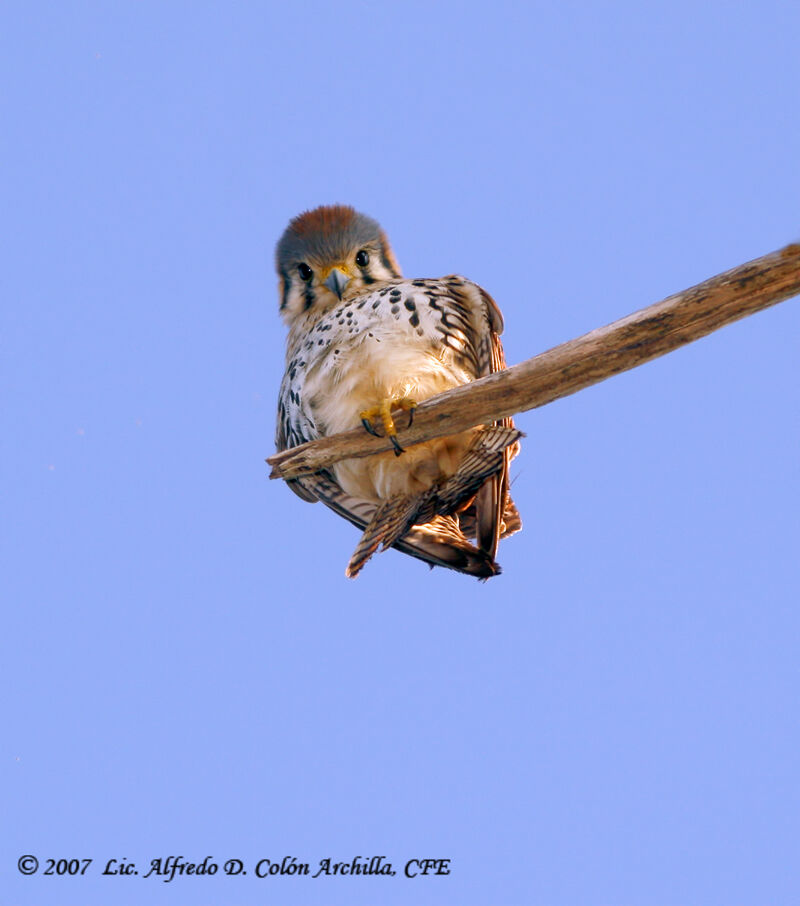 American Kestrel