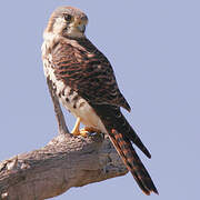 American Kestrel