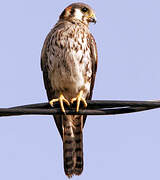 American Kestrel