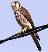 American Kestrel