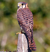 American Kestrel