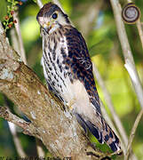 American Kestrel