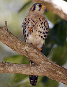 American Kestrel