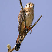 American Kestrel