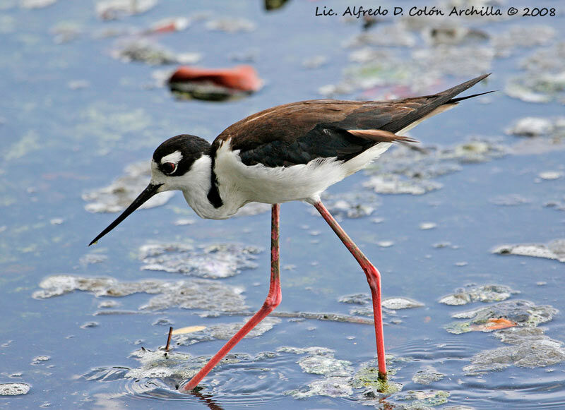 Black-necked Stilt