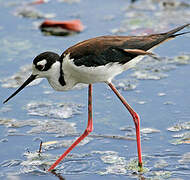 Black-necked Stilt