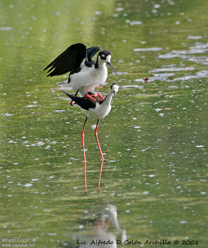 Black-necked Stiltadult