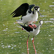 Black-necked Stilt