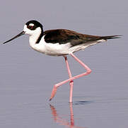 Black-necked Stilt