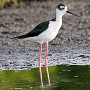 Black-necked Stilt