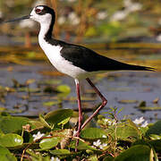 Black-necked Stilt