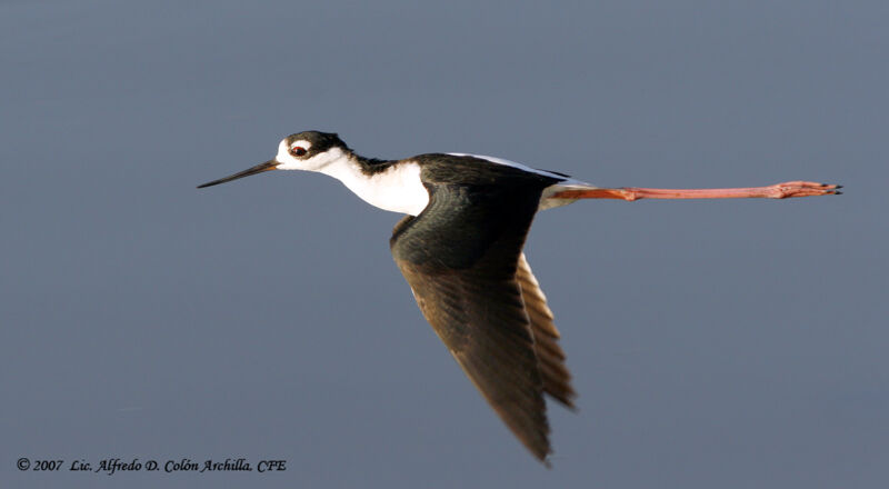 Black-necked Stilt