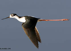 Black-necked Stilt