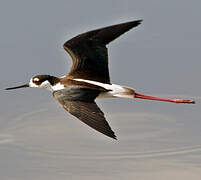 Black-necked Stilt