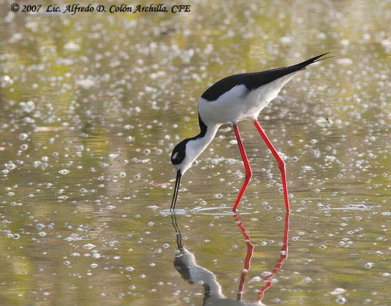 Black-necked Stilt