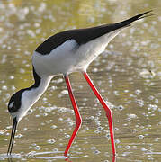 Black-necked Stilt