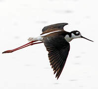 Black-necked Stilt