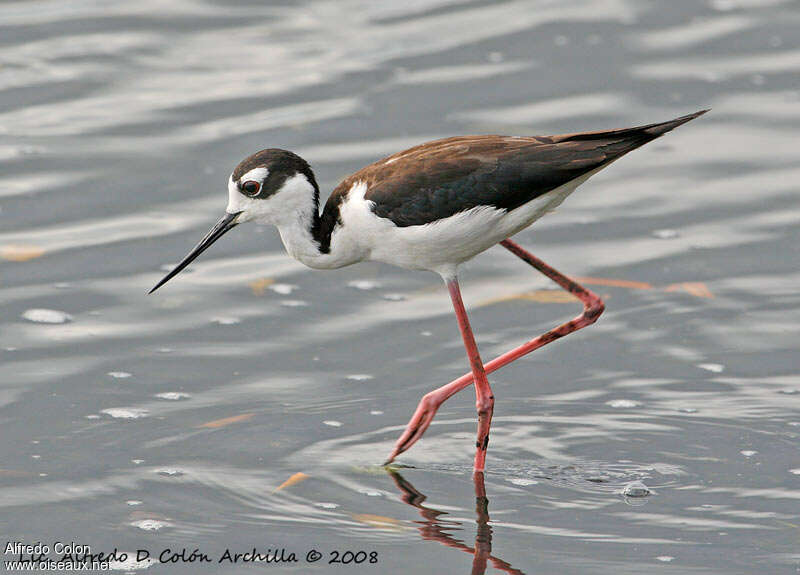 Black-necked Stiltadult, identification