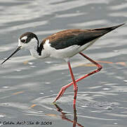 Black-necked Stilt