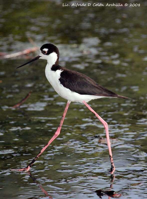 Black-necked Stilt