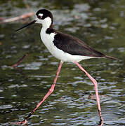 Black-necked Stilt