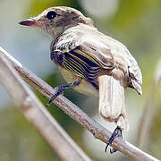 Caribbean Elaenia