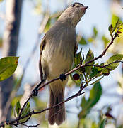 Caribbean Elaenia