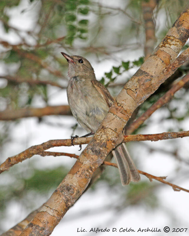 Caribbean Elaenia