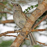 Caribbean Elaenia