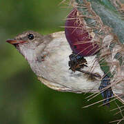 Caribbean Elaenia