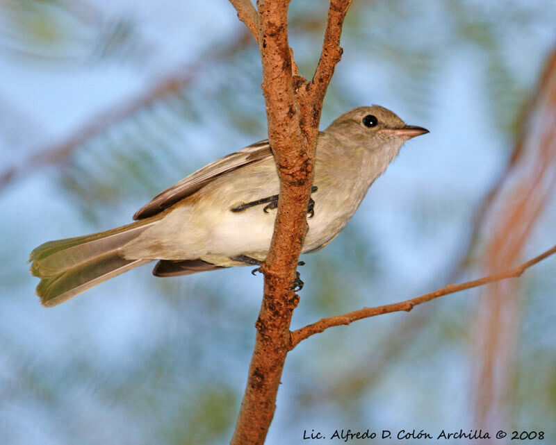 Caribbean Elaenia