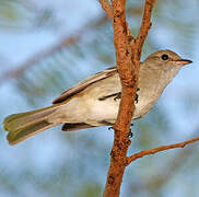 Caribbean Elaenia