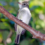 Caribbean Elaenia