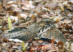 Puerto Rican Nightjar