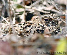 Puerto Rican Nightjar