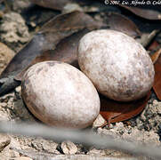 Puerto Rican Nightjar