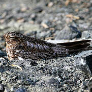 Antillean Nighthawk