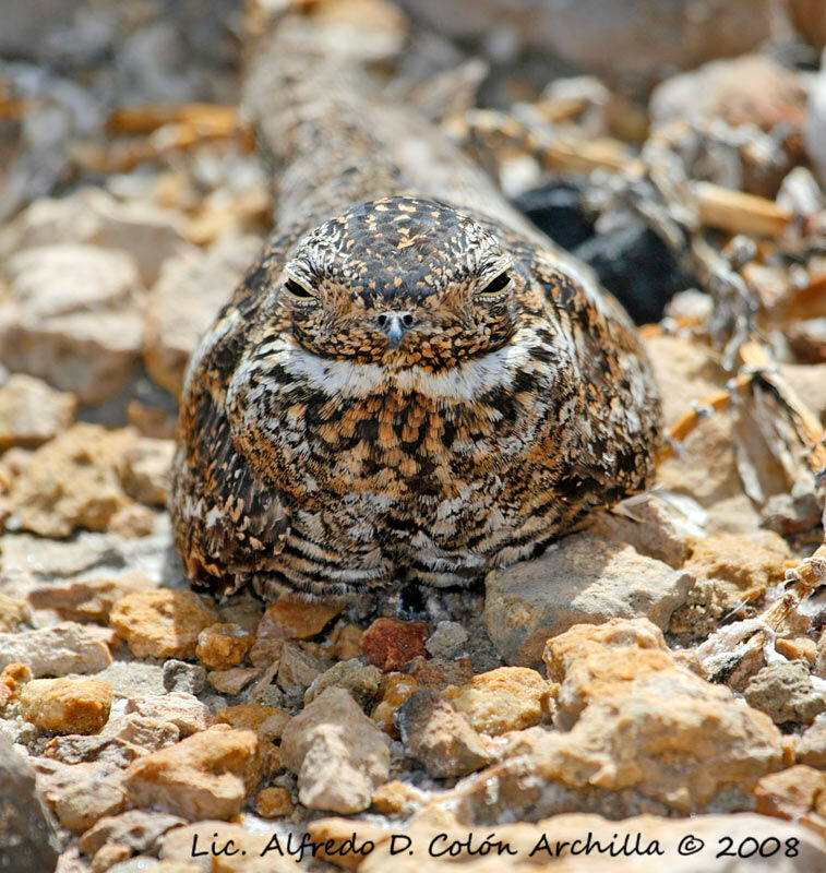 Antillean Nighthawk