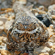 Antillean Nighthawk