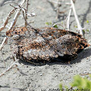 Antillean Nighthawk