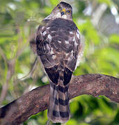 Sharp-shinned Hawk