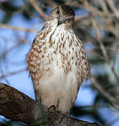 Sharp-shinned Hawk