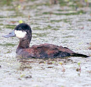 Ruddy Duck